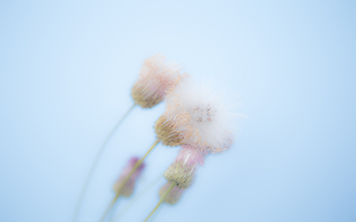 白河開放大學招生報名官網是什么? 白河開放大學招生報名官網是什么?