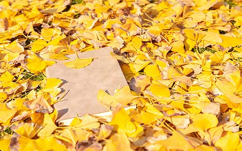 成人自考什么專業不用考英語?