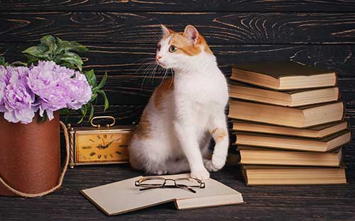 成人自考怎么進行報考流程? 成人自考怎么進行報考流程?