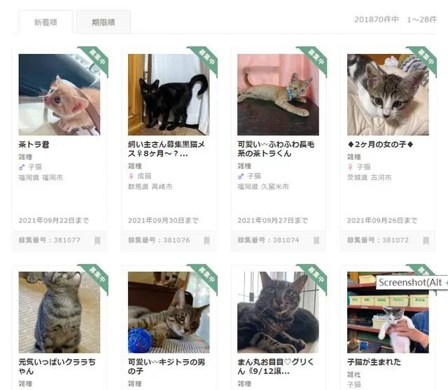 日本留學生怎么領養貓